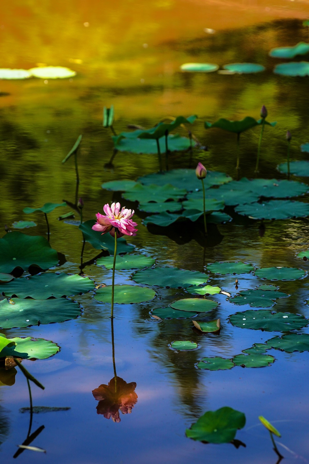 又到荷花盛开季-3