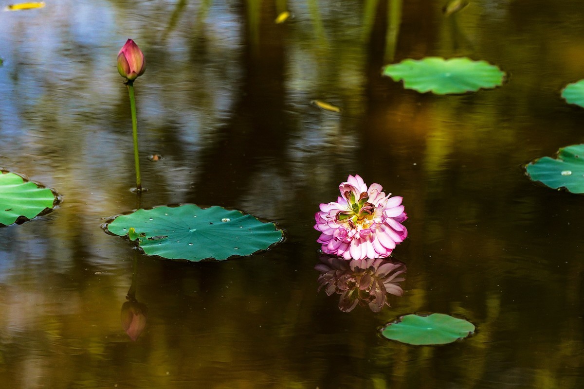 又到荷花盛开季-3