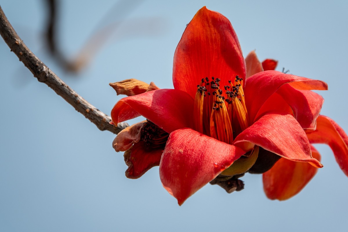 花枝招展（472）