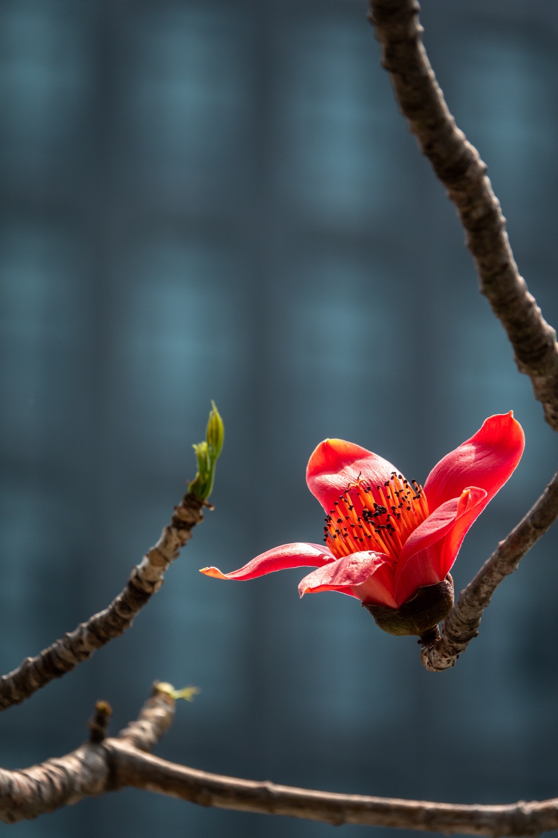 花枝招展（472）