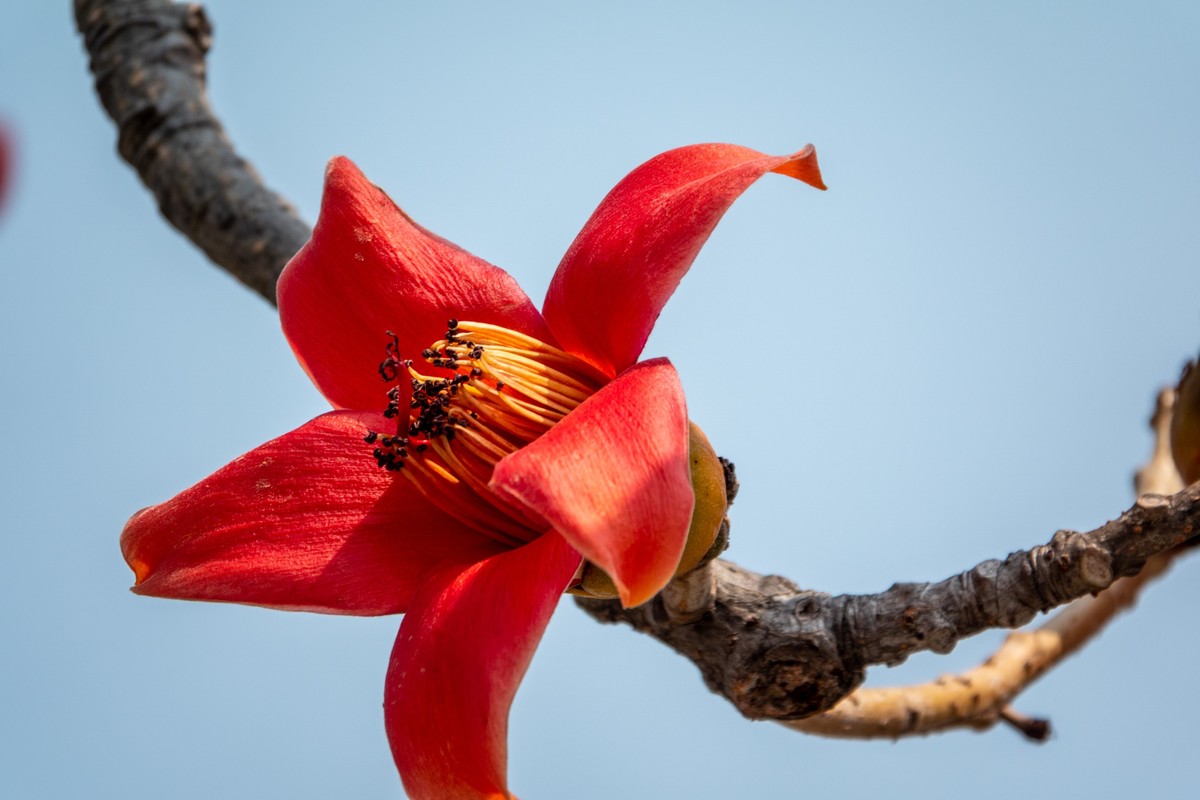 花枝招展（472）