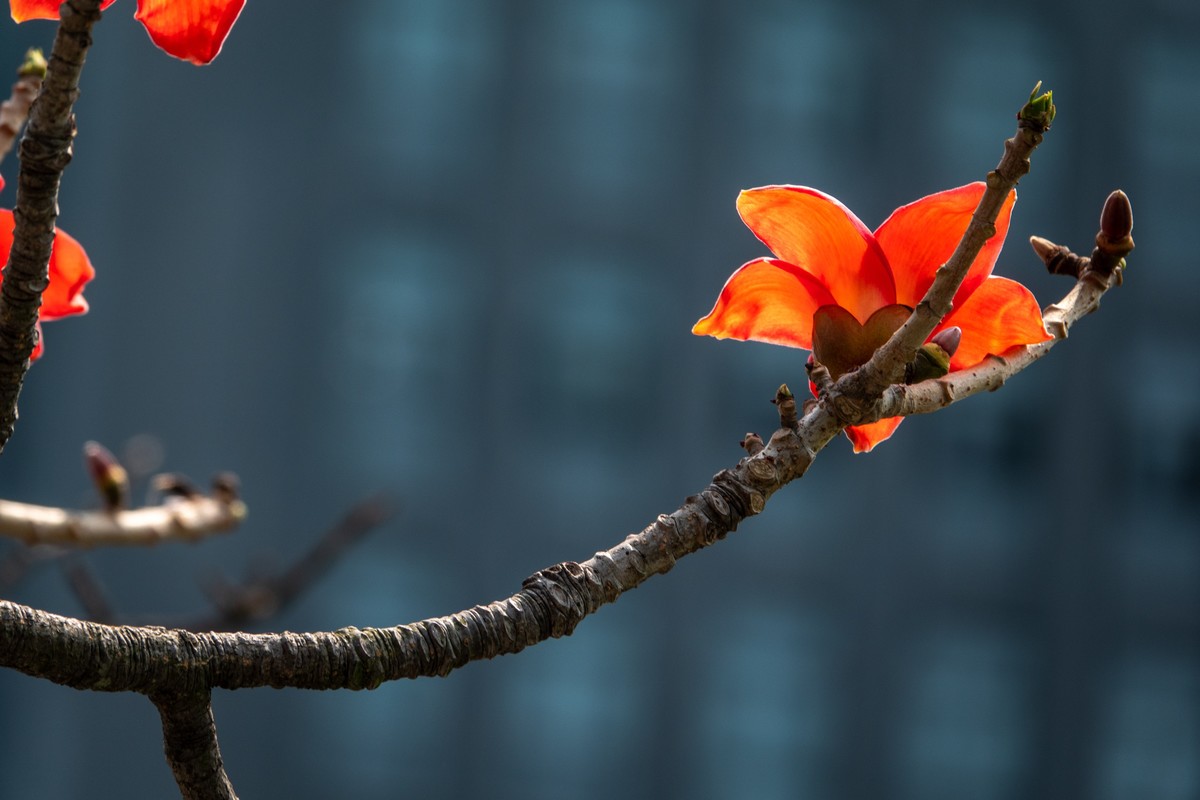 花枝招展（472）