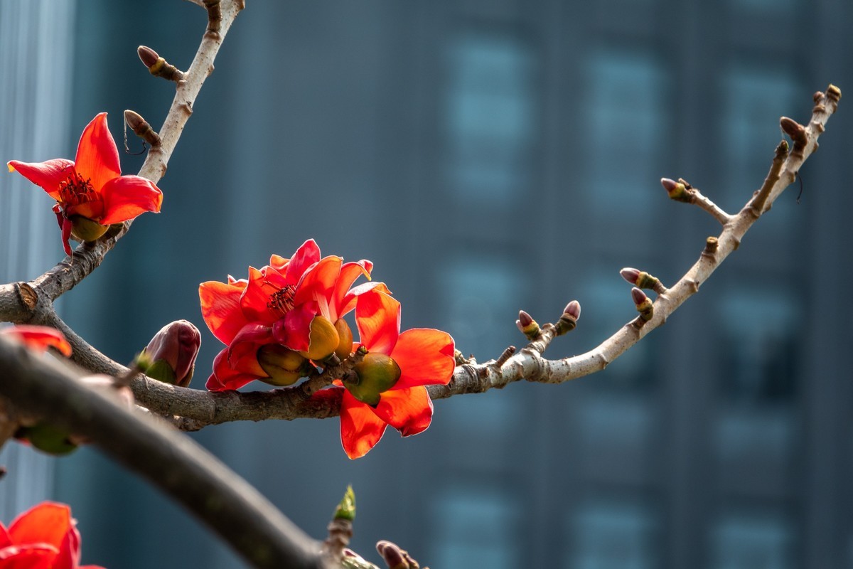 花枝招展（472）