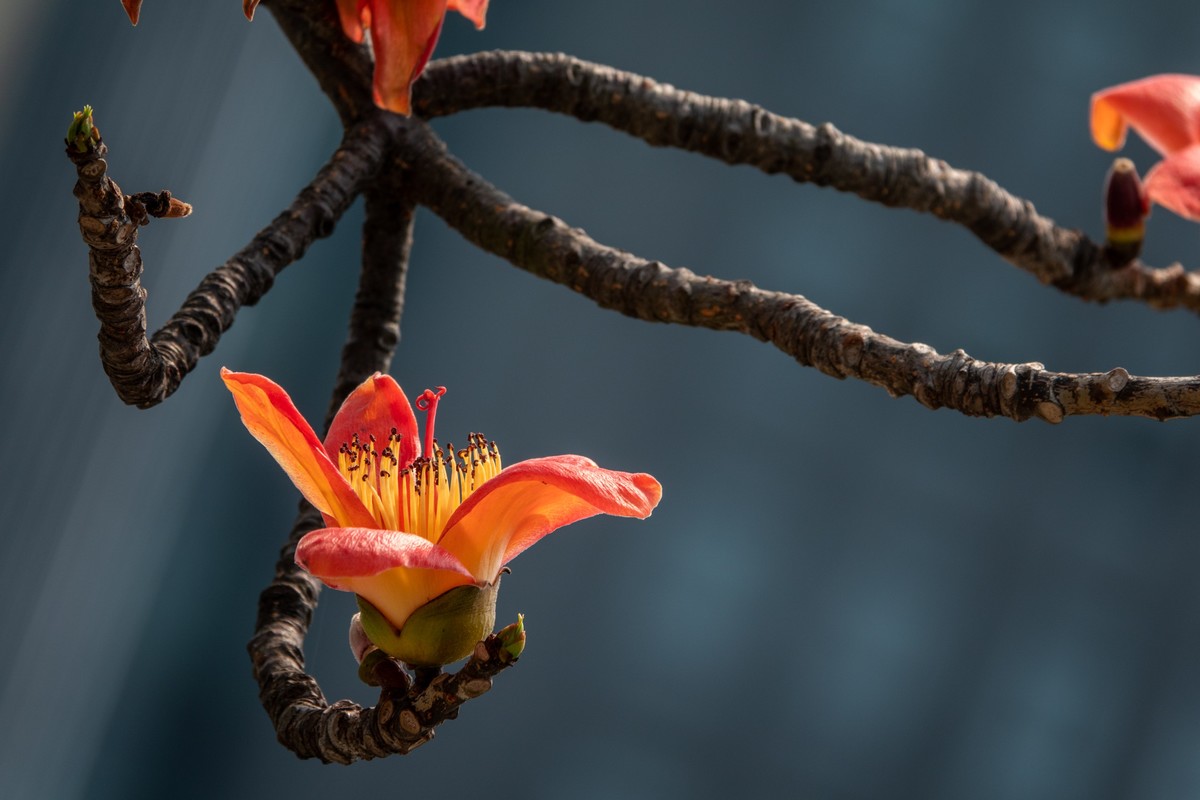 花枝招展（472）