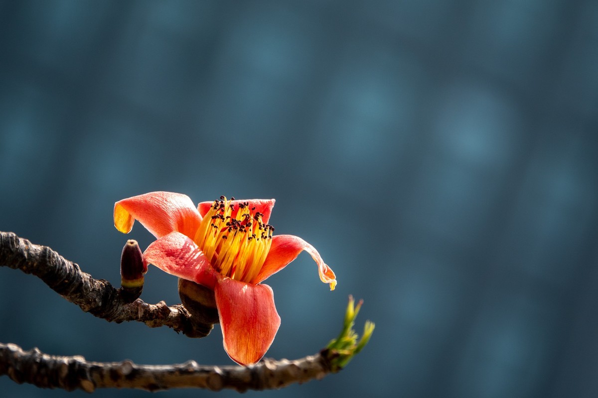 花枝招展（472）