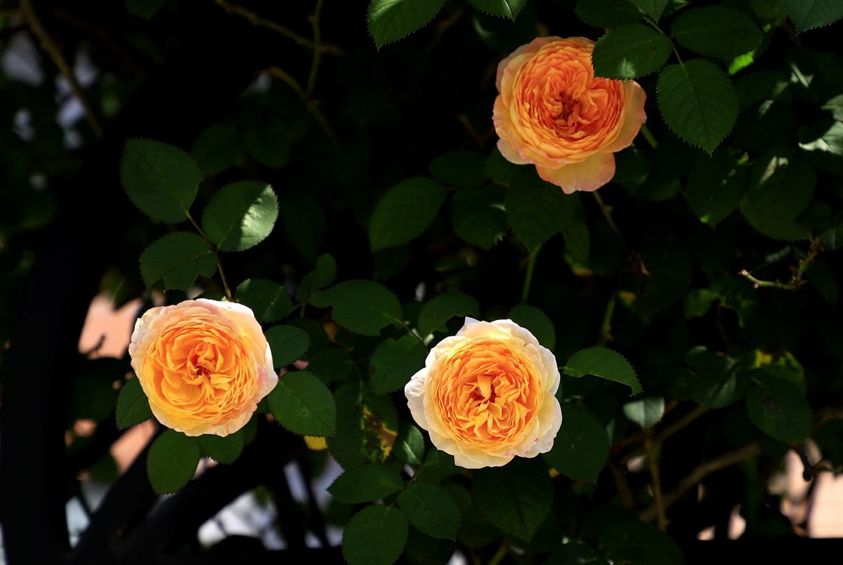 月季花 (9)