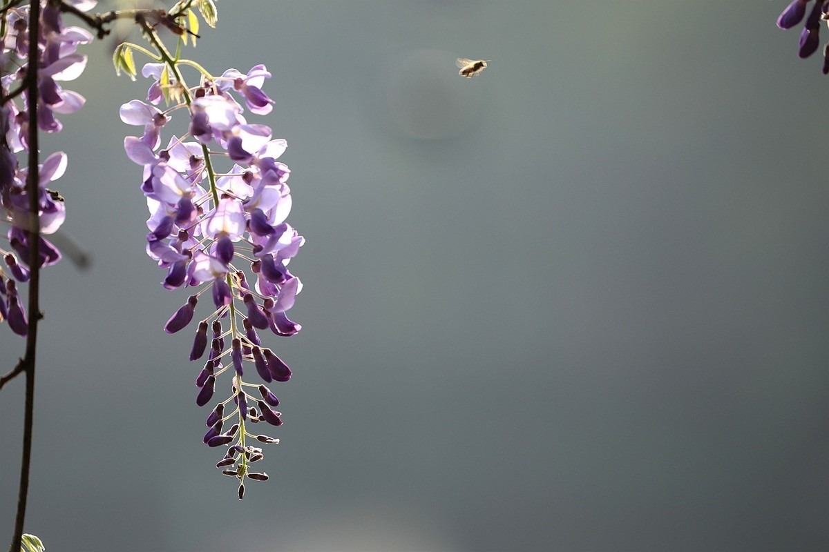 紫藤 【七】2025.134