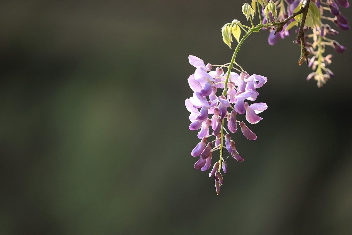 紫藤 【七】2025.134