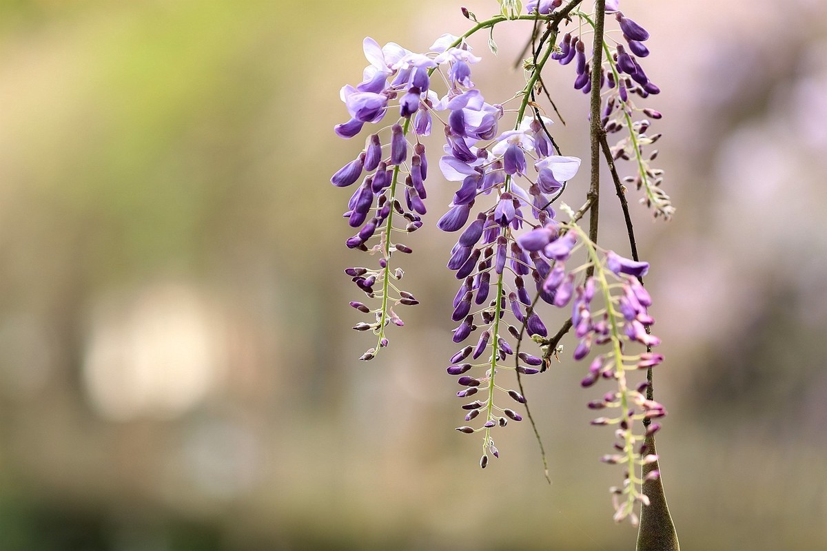 紫藤 【七】2025.134