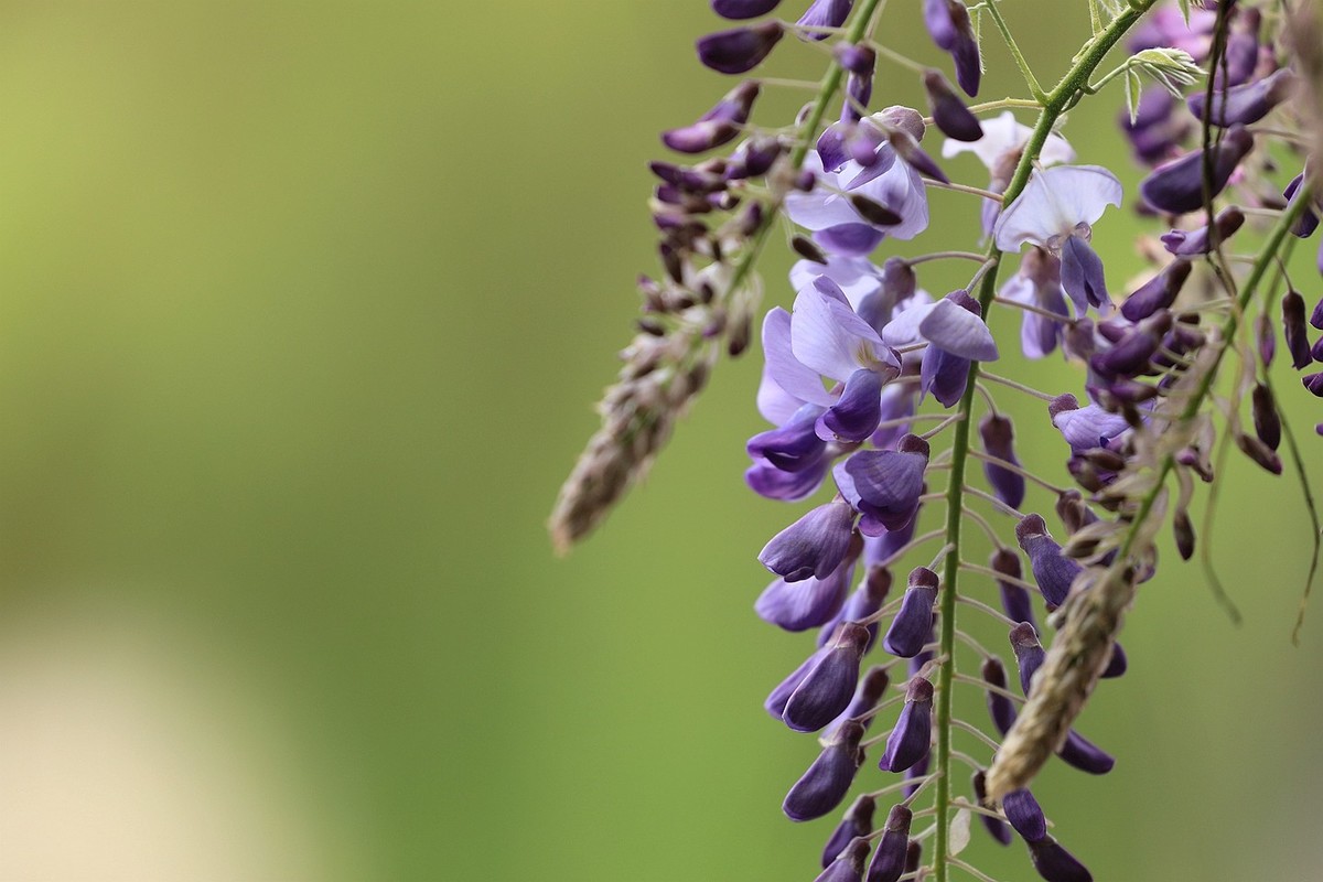 紫藤 【七】2025.134