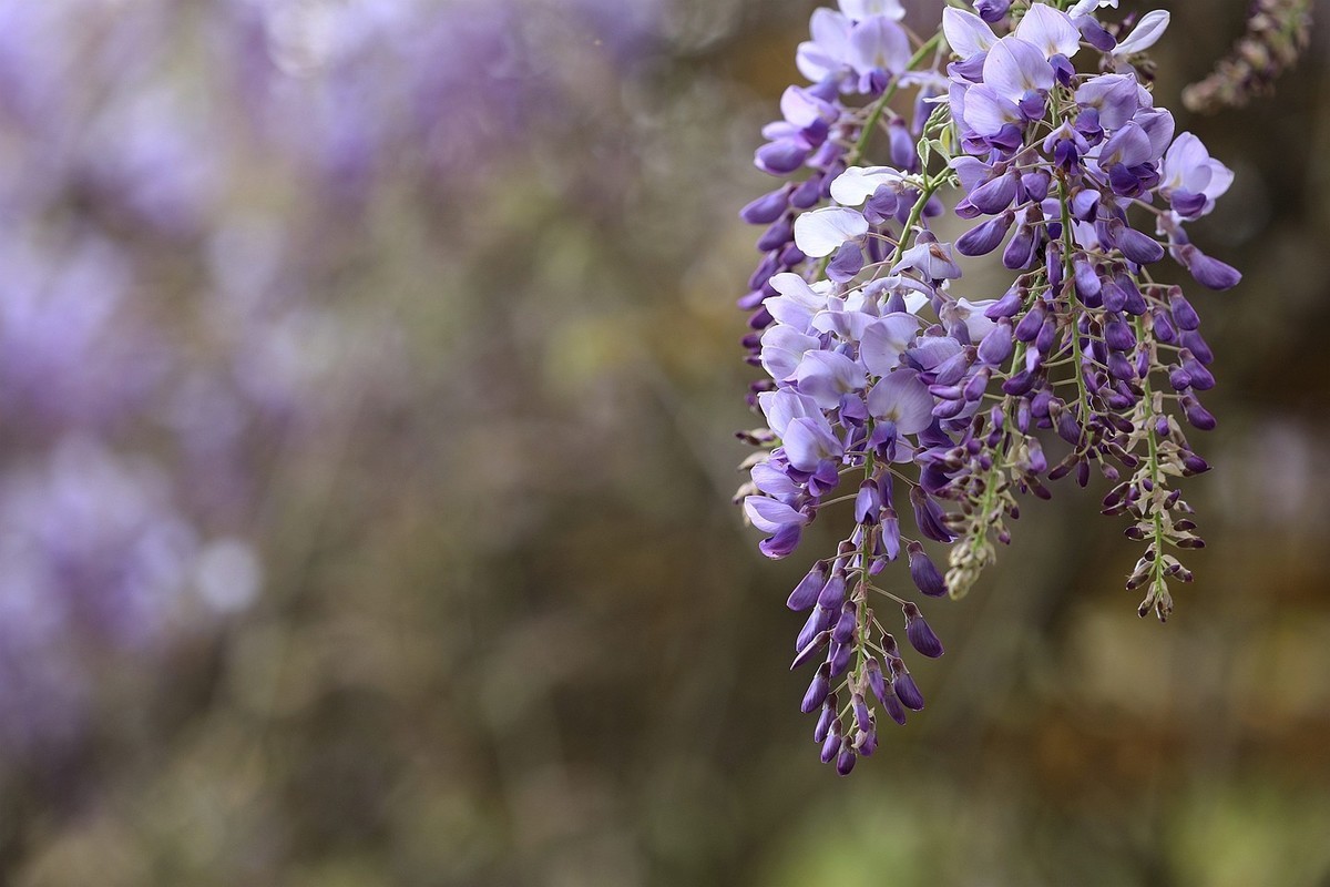 紫藤 【七】2025.134