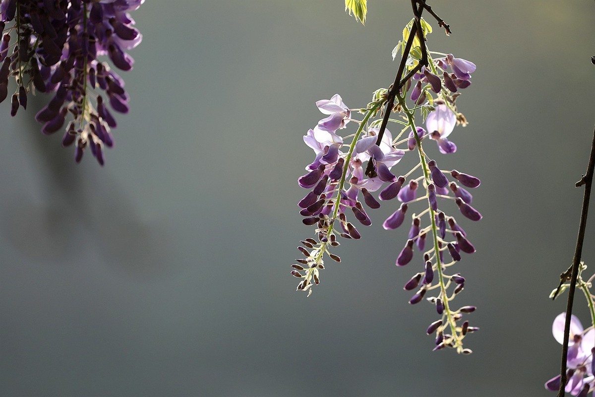 紫藤 【七】2025.134