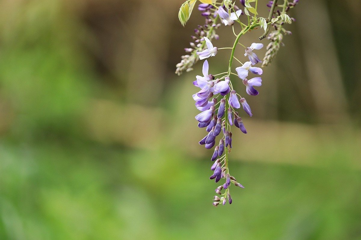 紫藤 【七】2025.134