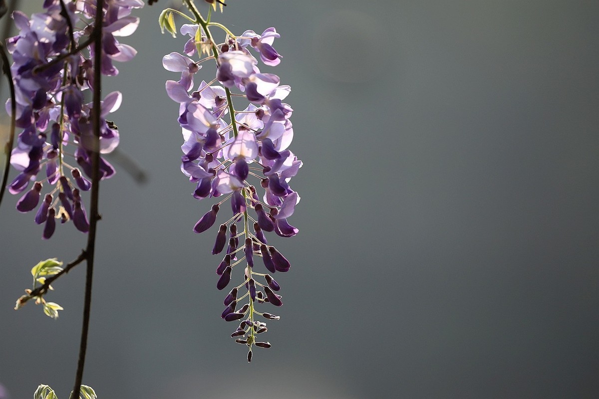 紫藤 【七】2025.134