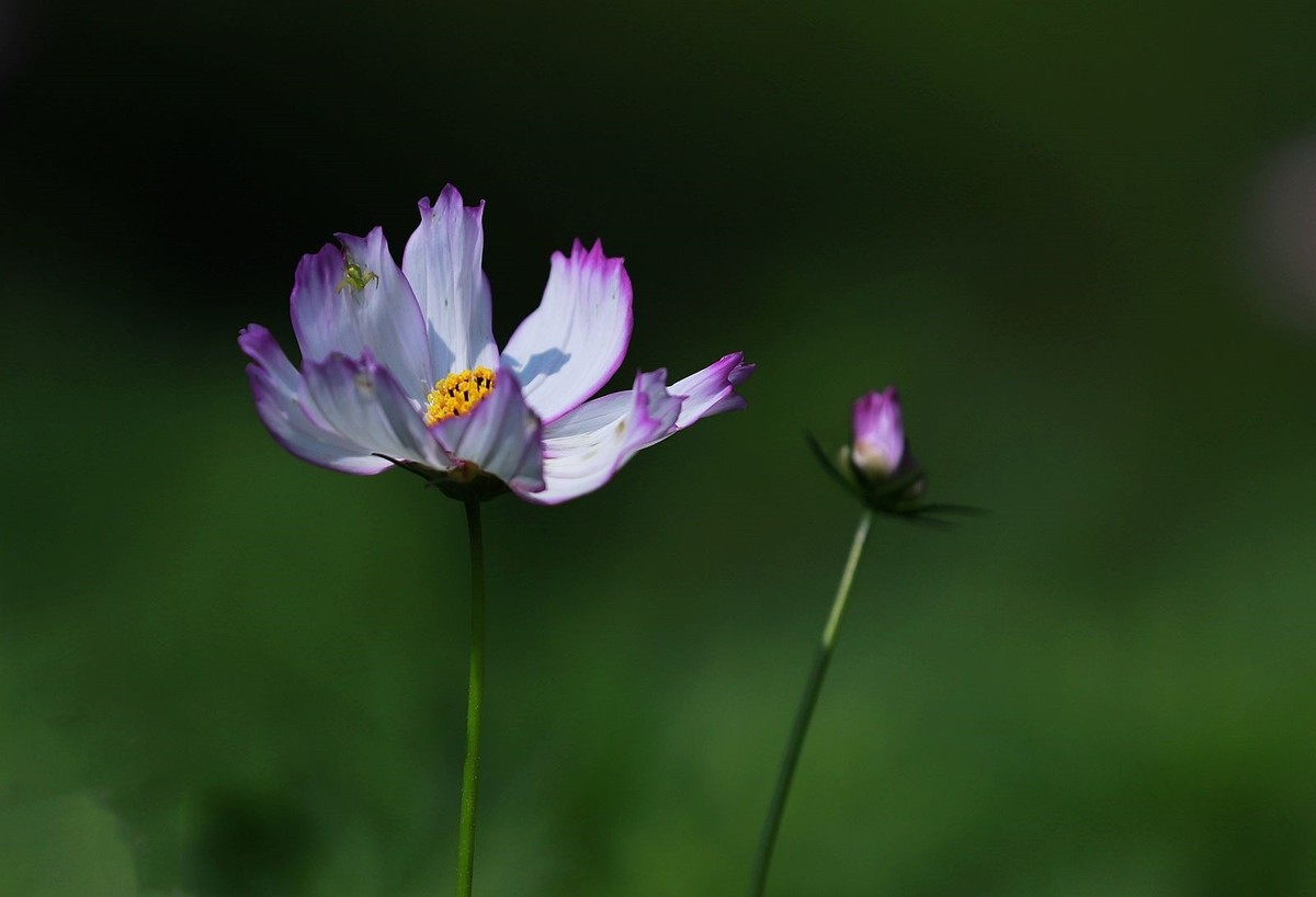 波斯菊