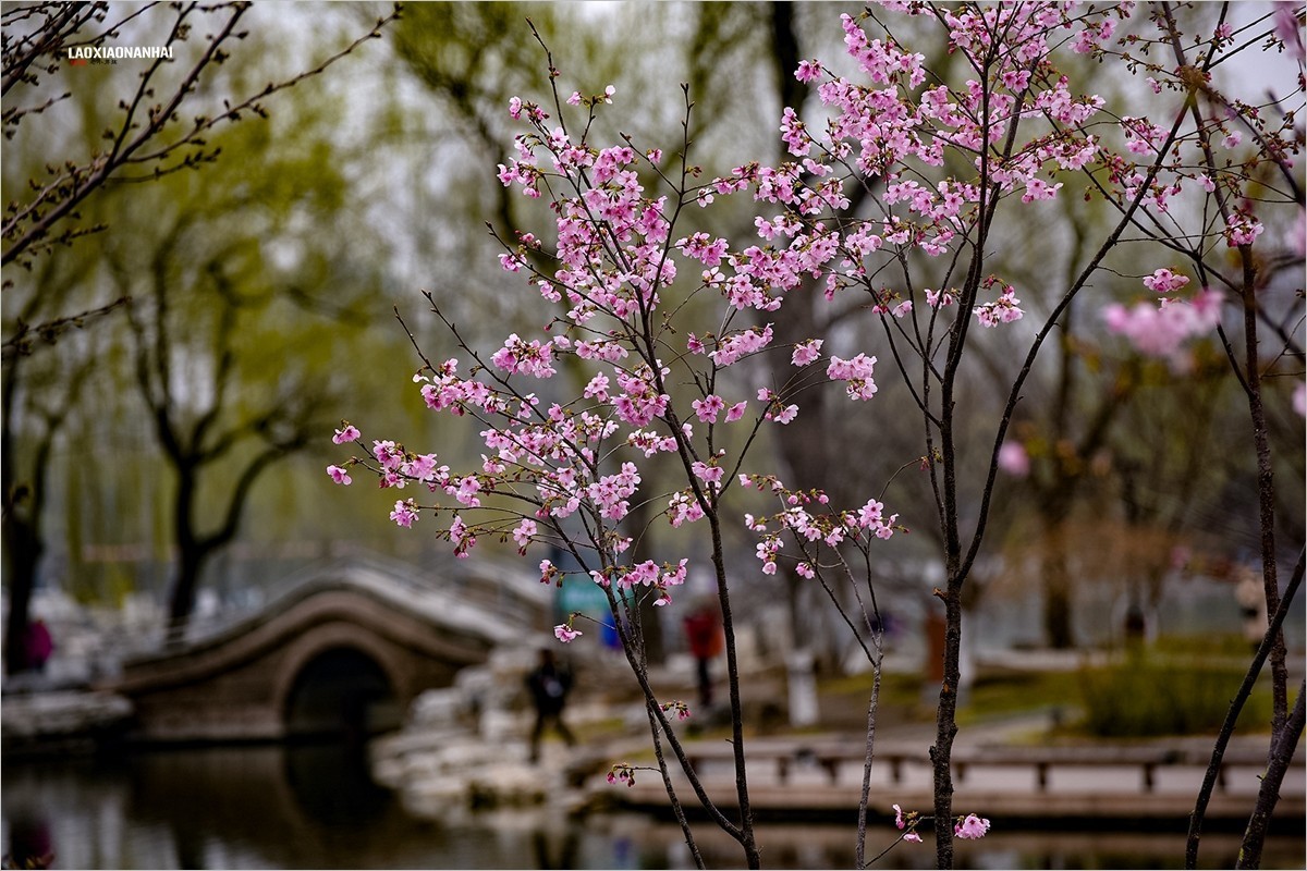 2022年第094贴-玉渊潭山公园樱花拍-18（0206F）