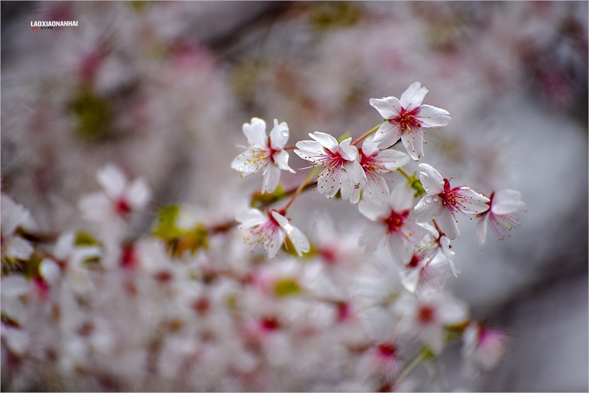 2022年第094贴-玉渊潭山公园樱花拍-18（0206F）