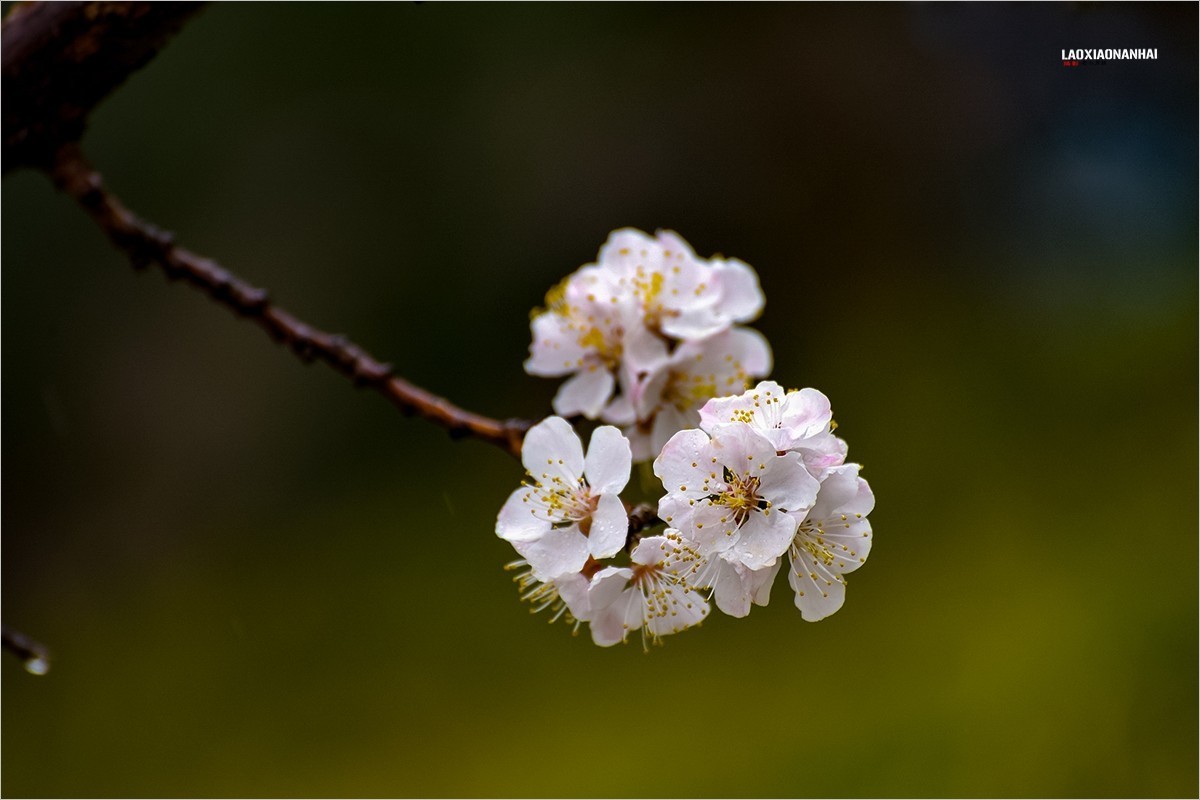 2022年第094贴-玉渊潭山公园樱花拍-18（0206F）