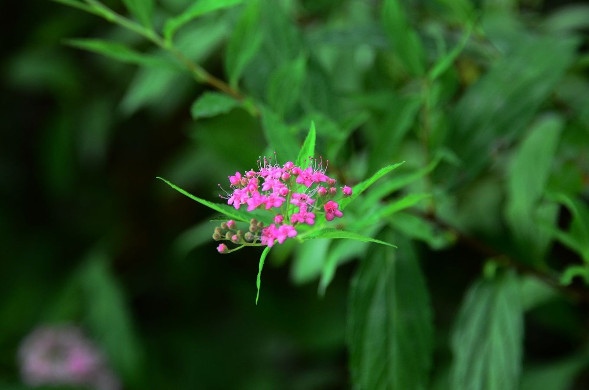 花卉系列【3440】