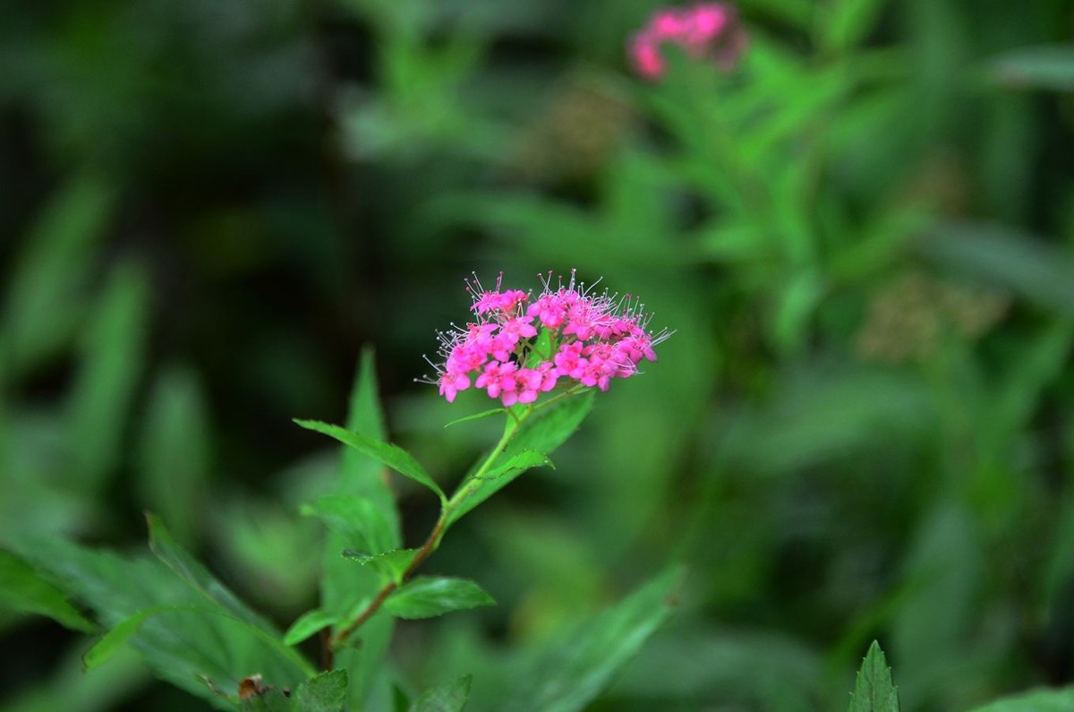 花卉系列【3441】