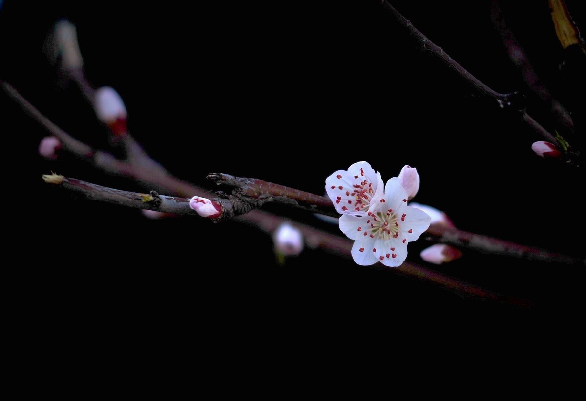 桃花灼灼