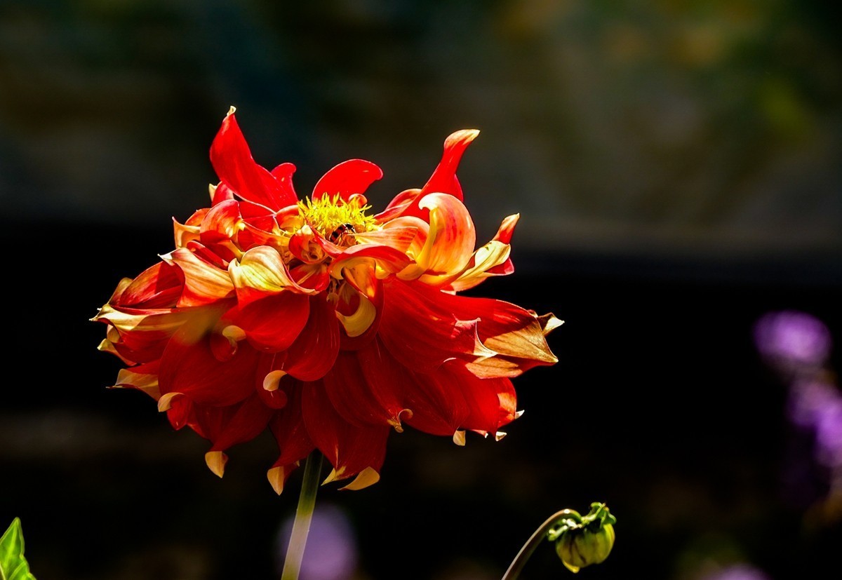 花在夏季
