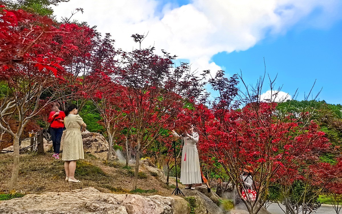 23404 ─ 今秋广州的红叶（3）