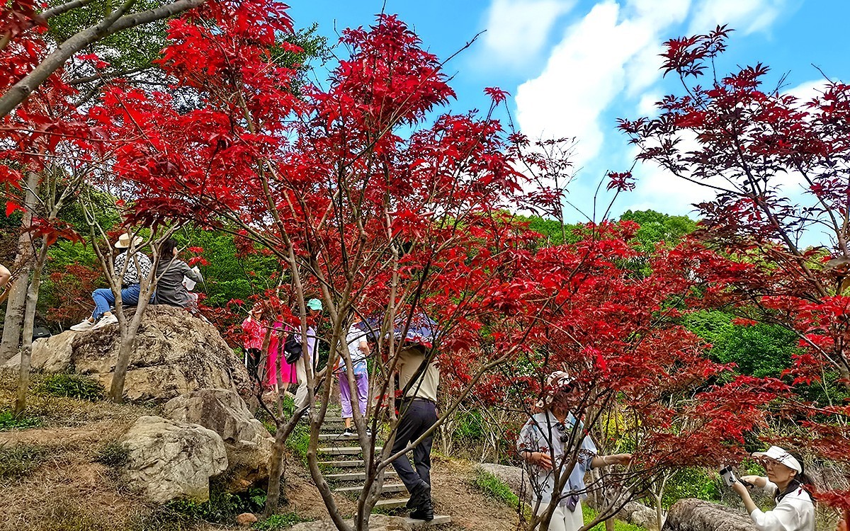 23404 ─ 今秋广州的红叶（3）