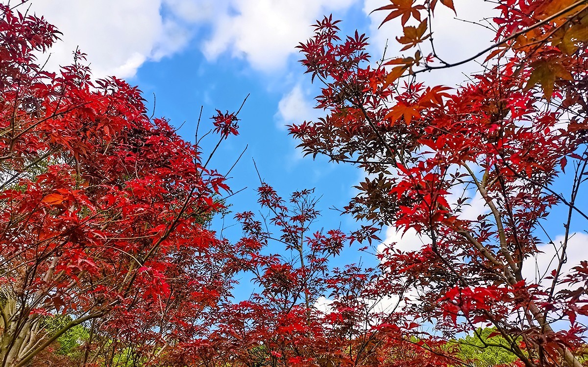 23404 ─ 今秋广州的红叶（3）