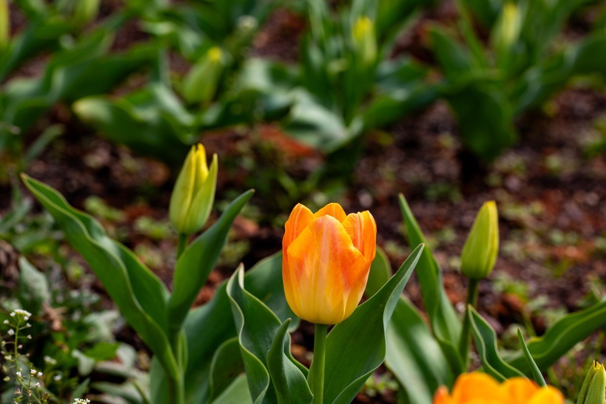 植物园拍郁金香2