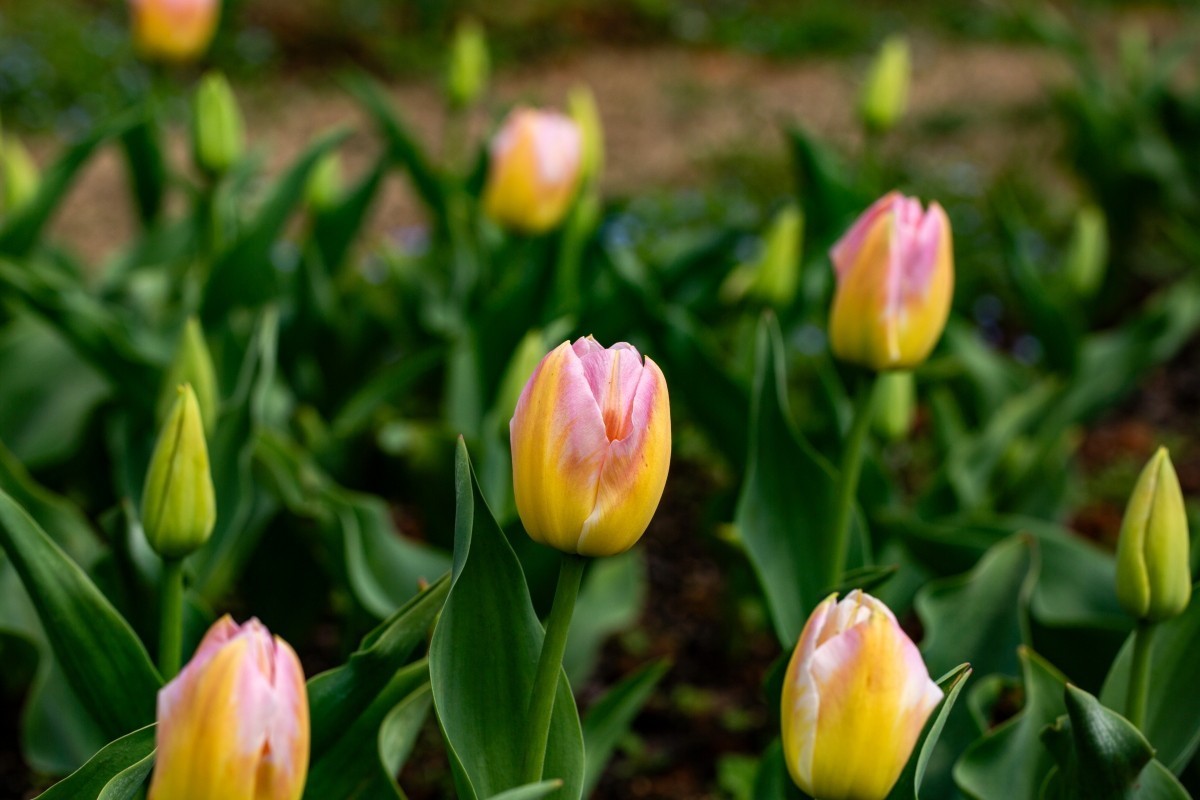 植物园拍郁金香2
