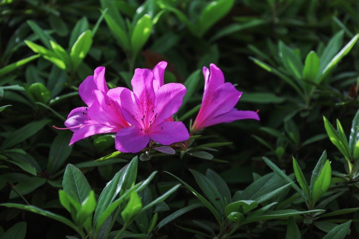 街头杜鹃盛开时1