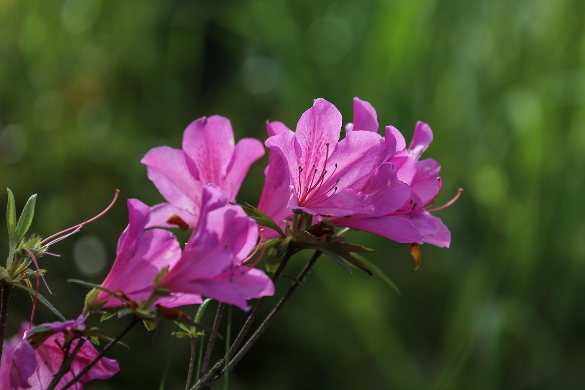 街头杜鹃盛开时1