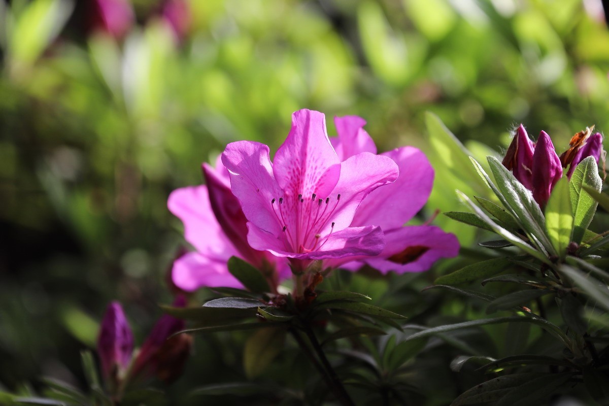 街头杜鹃盛开时1