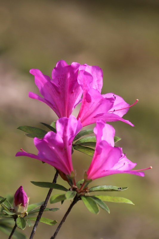 街头杜鹃盛开时1