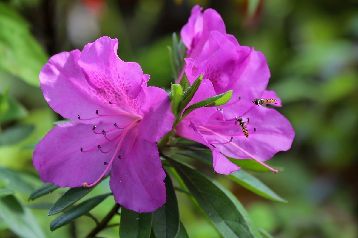 街头杜鹃盛开时1