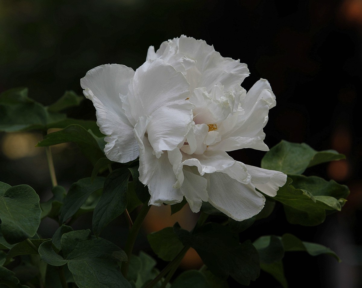 国色天香牡丹花