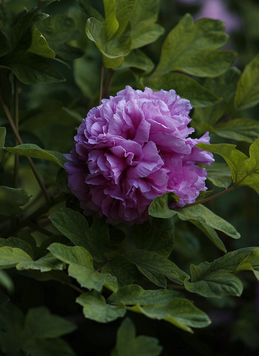 国色天香牡丹花