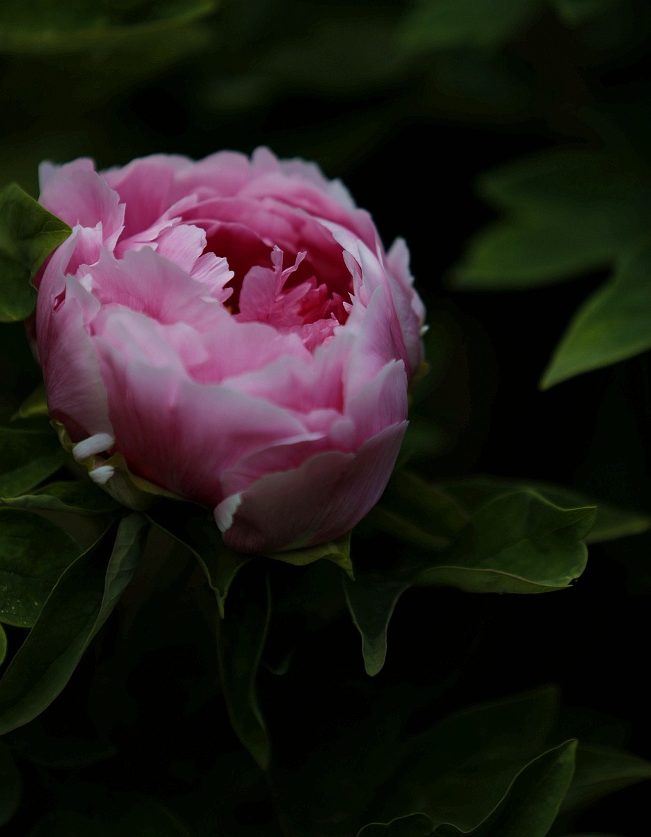 国色天香牡丹花