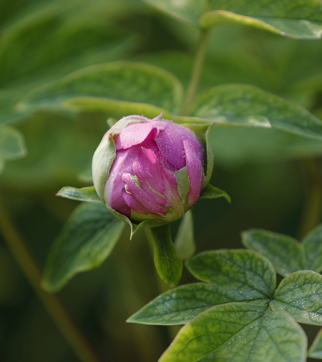 国色天香牡丹花