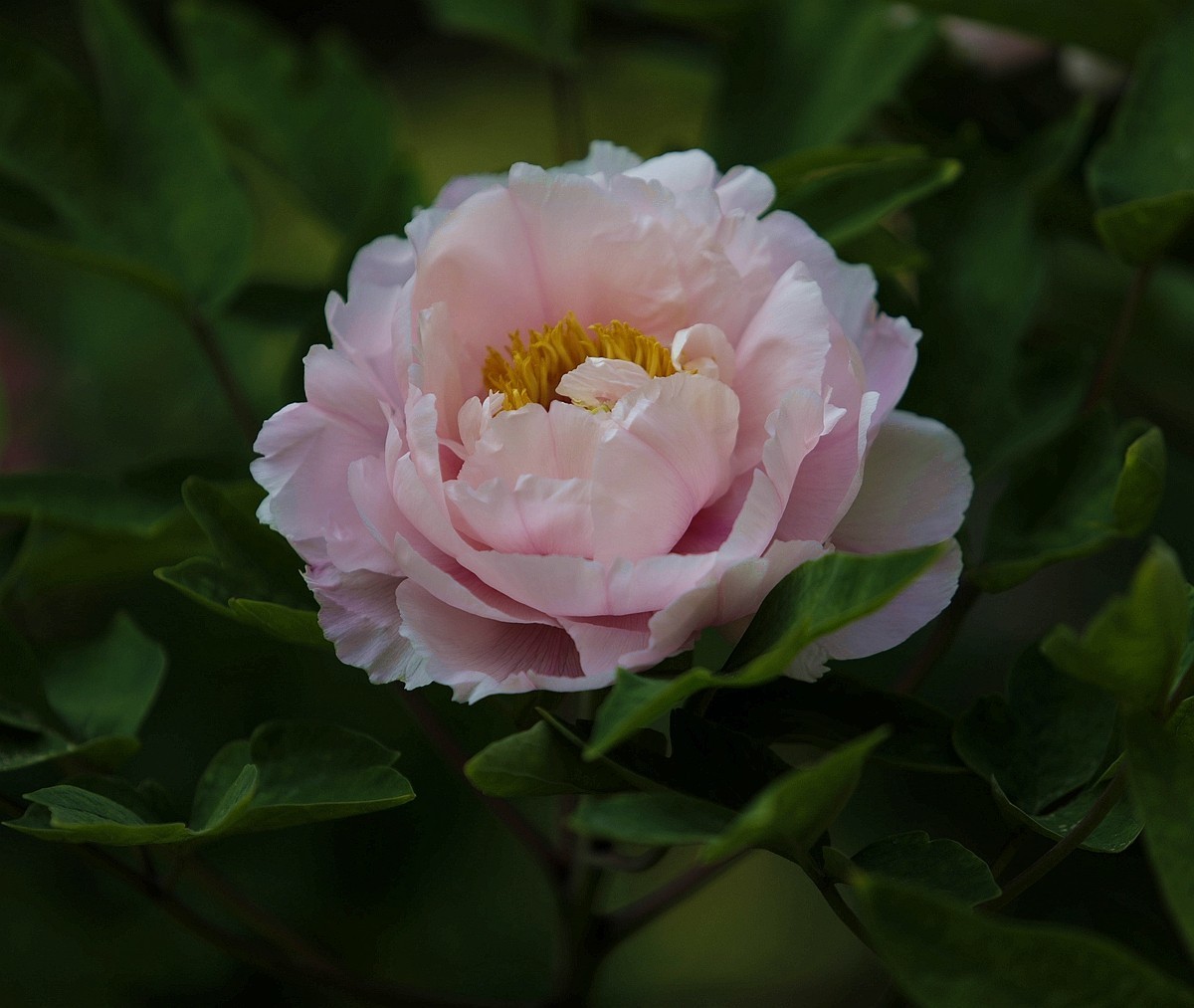 国色天香牡丹花