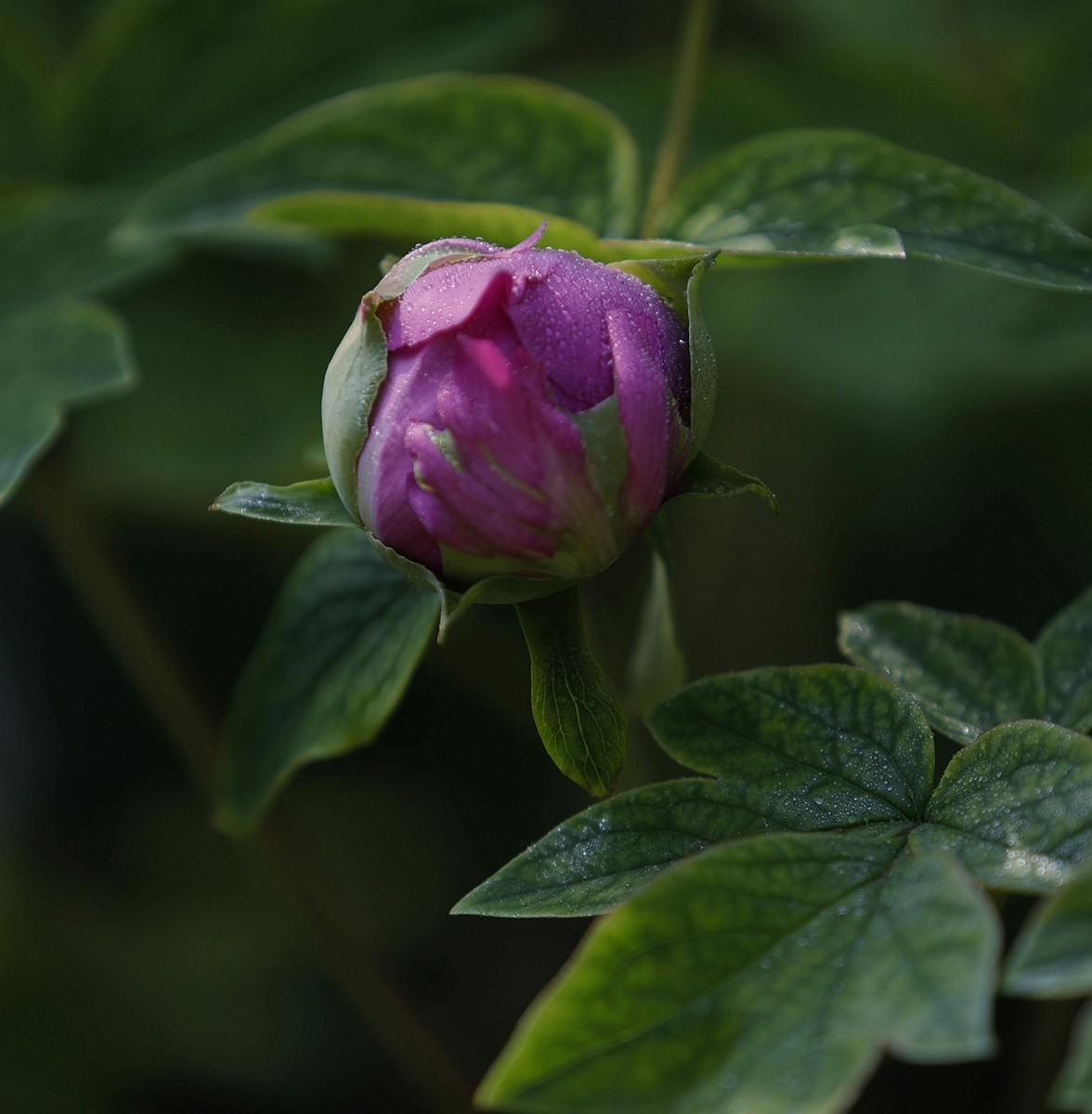 国色天香牡丹花