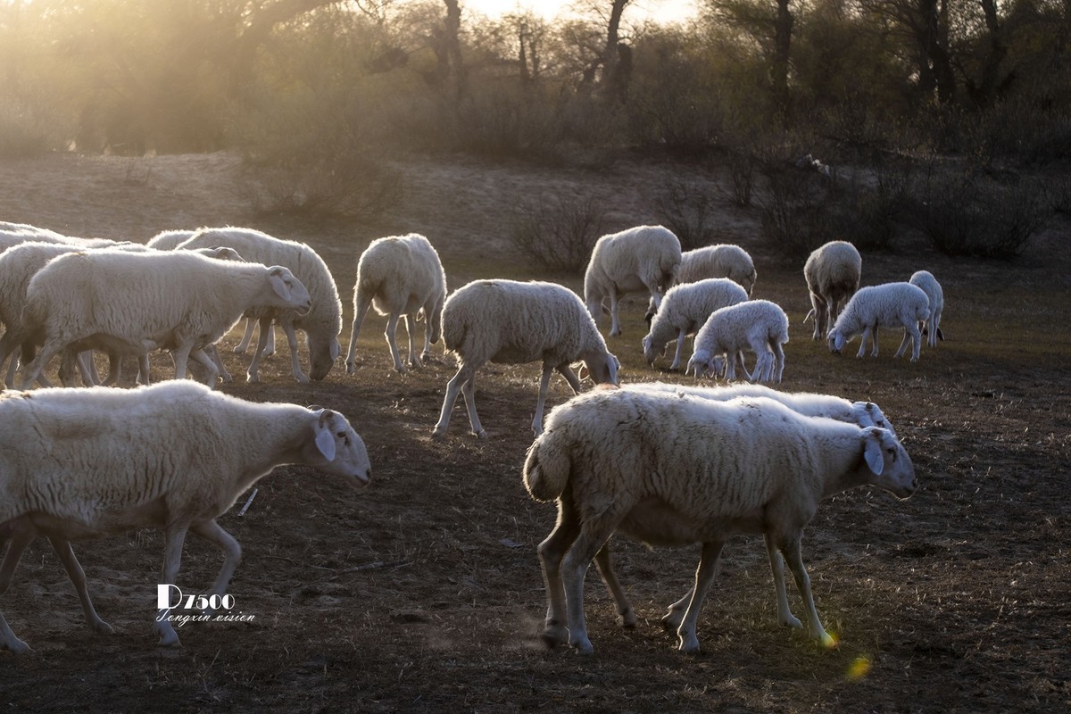 树下牧羊（20）