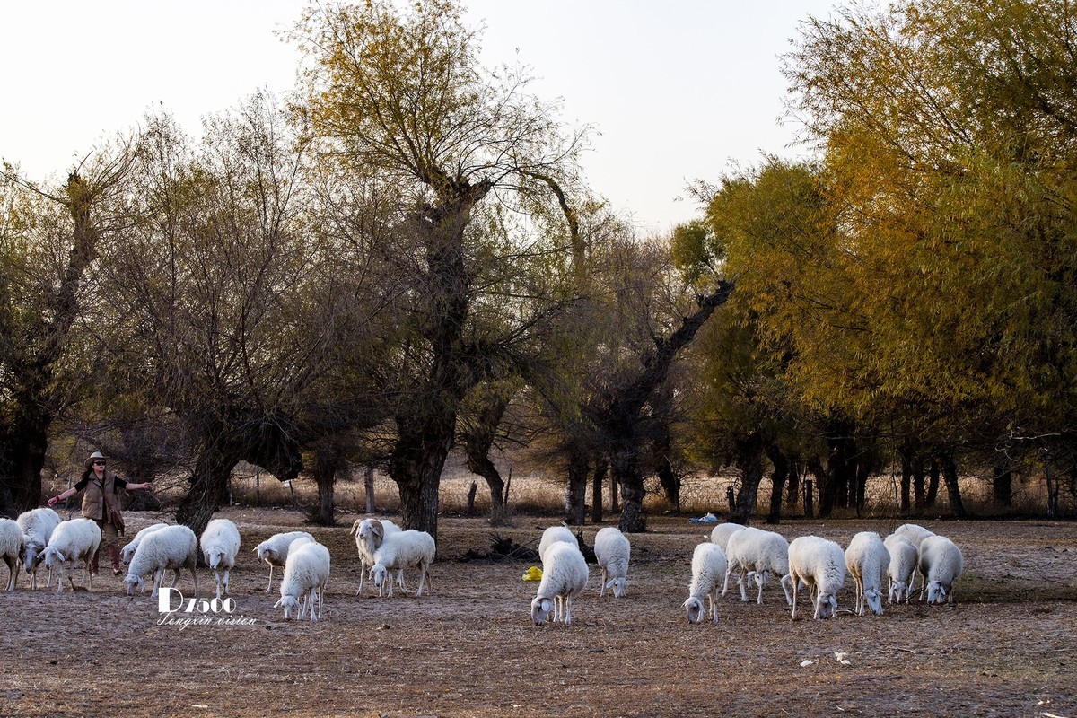 树下牧羊（20）