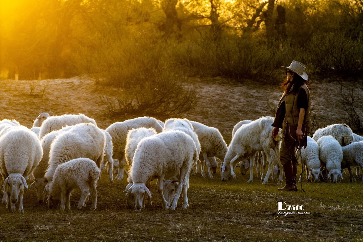 树下牧羊（20）