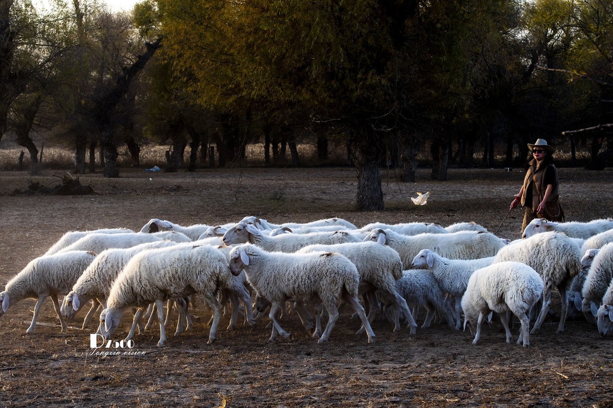 树下牧羊（20）
