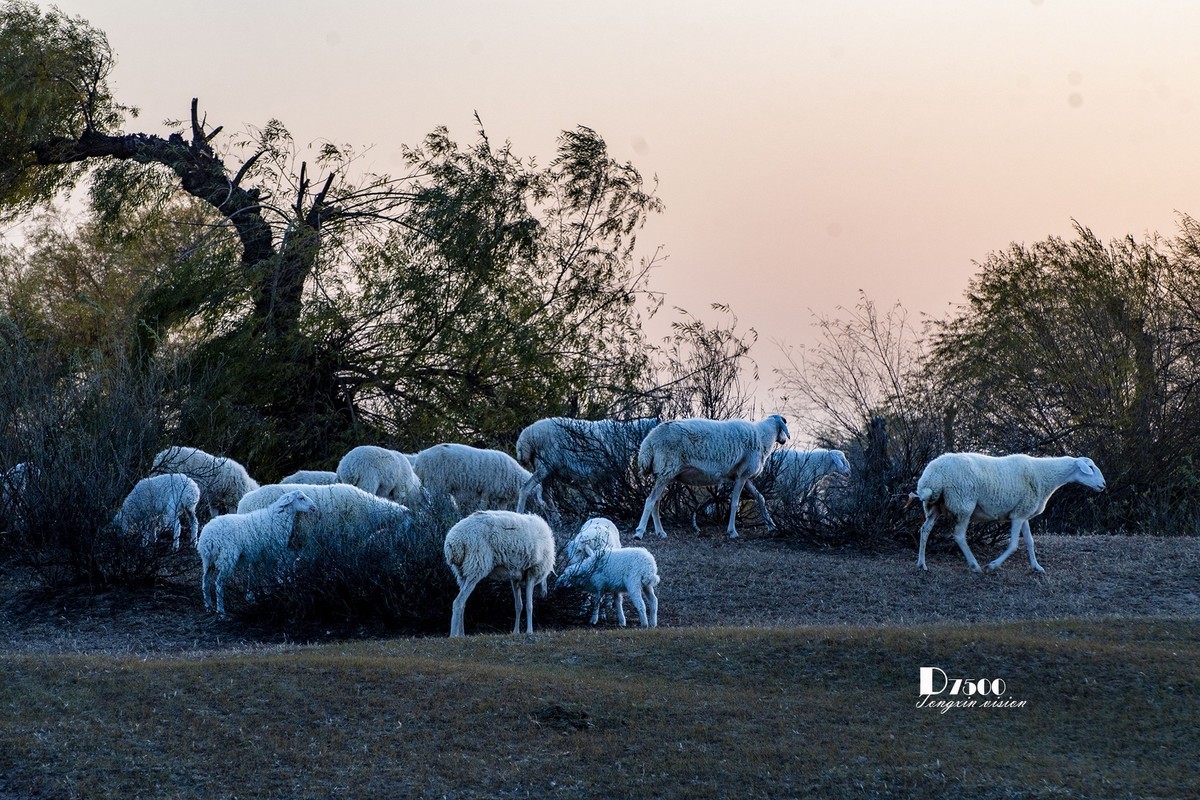 树下牧羊（20）