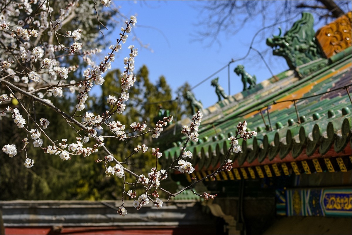 2024年第0655贴-北海公园纪实拍（0830）