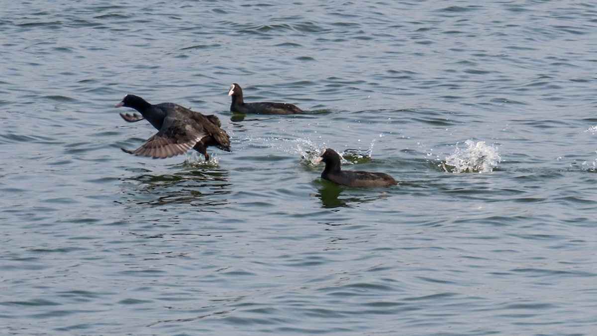 北龙湖的白天鹅和黑水鸡