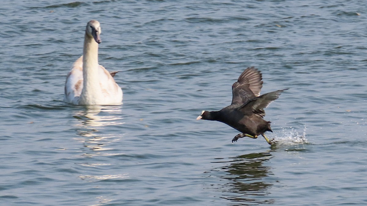 北龙湖的白天鹅和黑水鸡